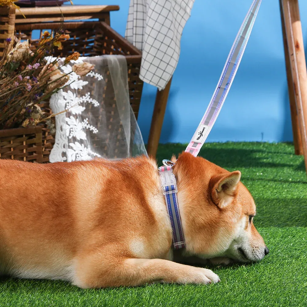 Shiba Inu lying on grass wearing a striped collar and leash